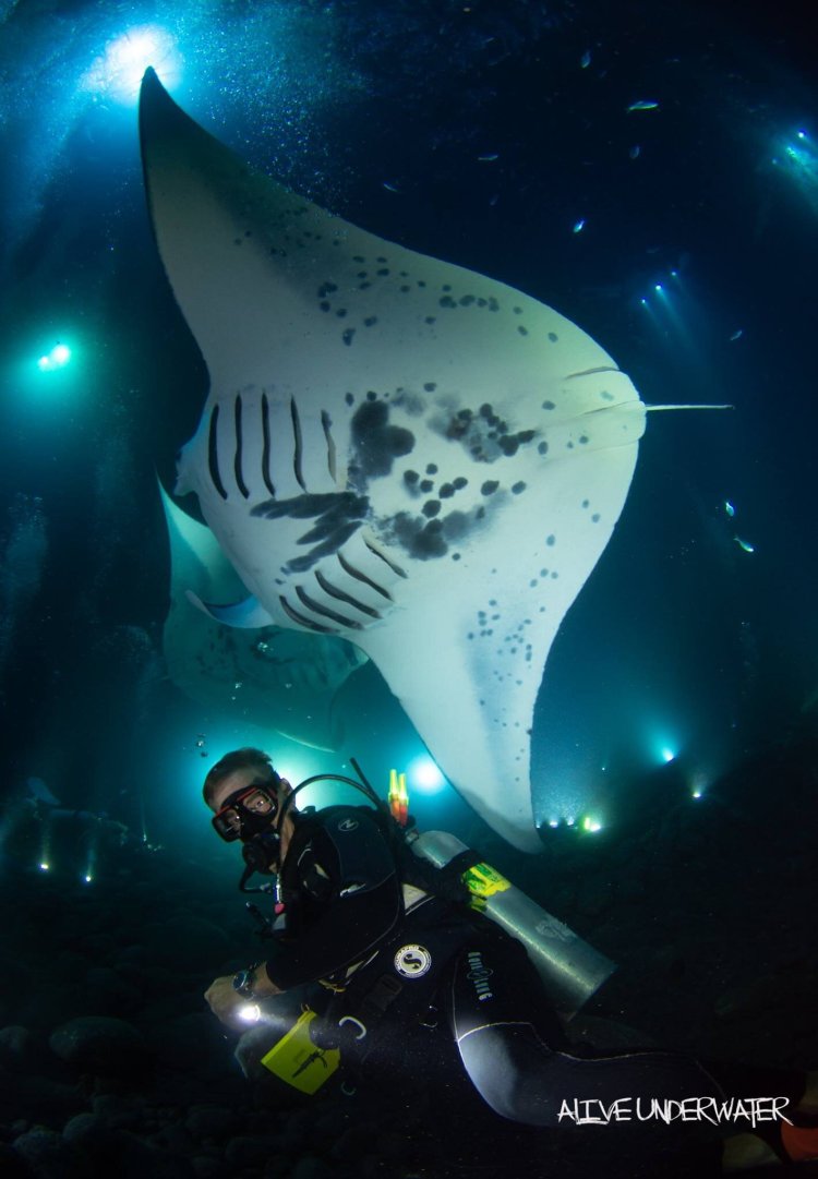 The 3 best location to see manta rays on the big island · manta village (south of kona) · manta heaven (north of kona) · kohala coast (near . Kona Diving Ecoadventures