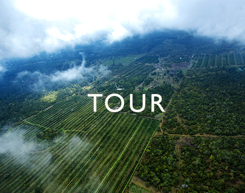 We love talking about what makes kona coffee the best in the world, and showing you the amazing lengths we go to creating what we truly believe is the best coffee you’ll ever taste. 100 Kona Coffee Tour Kona Coffee And Tea Company