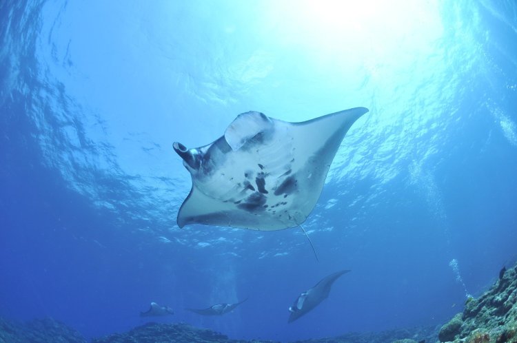 Hula kai's manta ray night snorkel adventure. Is There A Manta Ray Season In Hawaii Kona Style