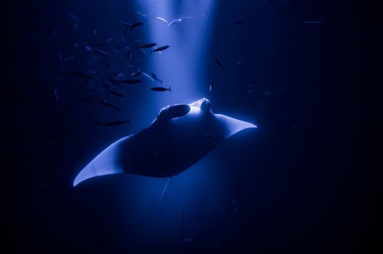 Looking to see some incredible sights from the comfort of a train? Kona S Manta Rays Kona Manta Ray Tours My Hawaii Hostel