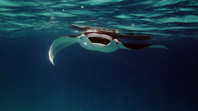 This website has a good overview of the manta locations and what to expect. Don T Touch Manta Rays When Snorkeling Kona Style