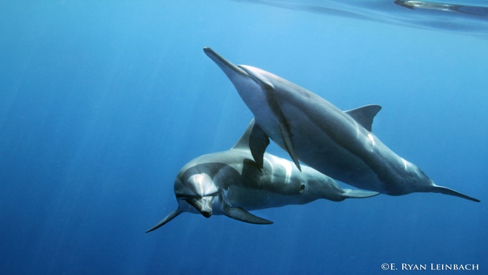 Bernard majza / getty images in french guiana, south america, you'll find the three îles du s. Best Dolphin Snorkel Tours On The Big Island Of Hawaii Dolphin Swim Hawaii Puako Best Night Manta Ray Snorkel Manta Ray Dive Dolphin Swim Whales