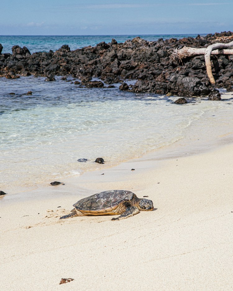 By proceeding, you agree to our privac. One Week On Hawaii S Big Island A Complete Travel Guide