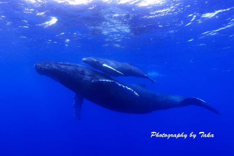 Hydrophone on board so you can hear the whale songs! Whale Watching Tour Best Dolphin Snorkel Tours Hawaii Best Manta Ray Night Snorkel Tour