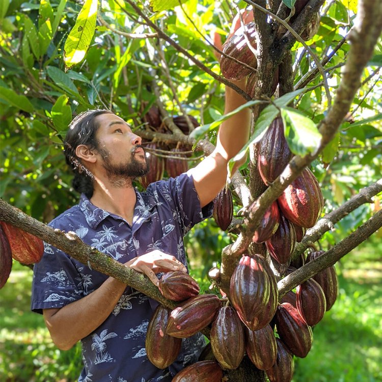 Using your nook miles, you can buy tickets to explore seemingly random deserted islands. Lavaloha
