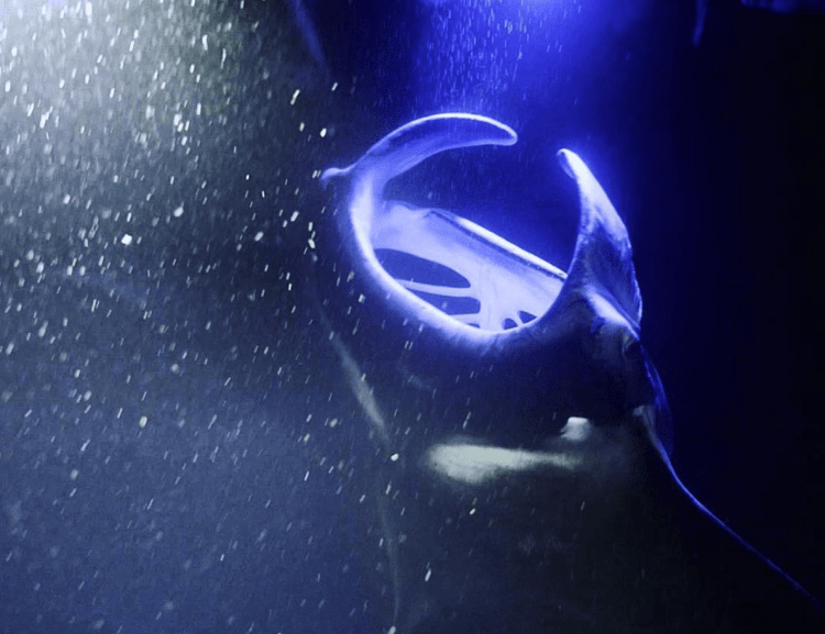 The travel channel says, “it's one of the top ten things to do in your . Manta Ray Snorkel Kona Big Island Manta Tours Kona Style