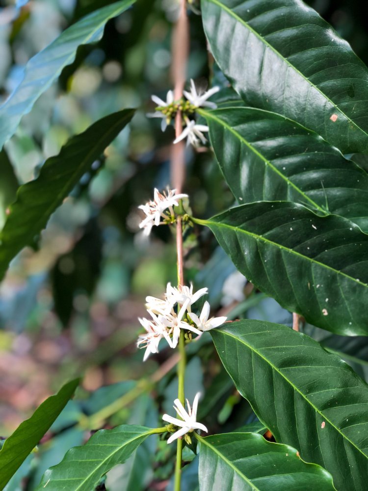 Coffee farms that organize tours on the big island · kona coffee living history farm · rooster farms · kuaiwi farm · sunshower farms · heavenly . Farm Kona Coffee And Tea Company