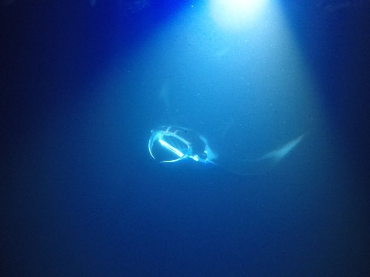 The travel channel says, “it's one of the top ten things to do in your . Manta Ray Snorkel Kona Big Island Manta Tours Kona Style