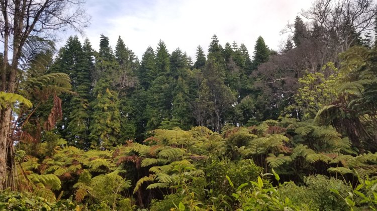 Pack in some of hawaii's most mesmerizing sights during this big island twilight volcano tour. Hawaii Forest Farms