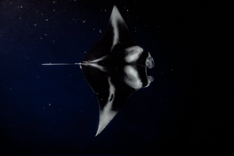 Sunwize technologies' portable energy system you won't have to worry about the batteries in your laptop dying on you with sunwize technologies' portable ener. Manta Ray Snorkel Kona Big Island Manta Tours Kona Style