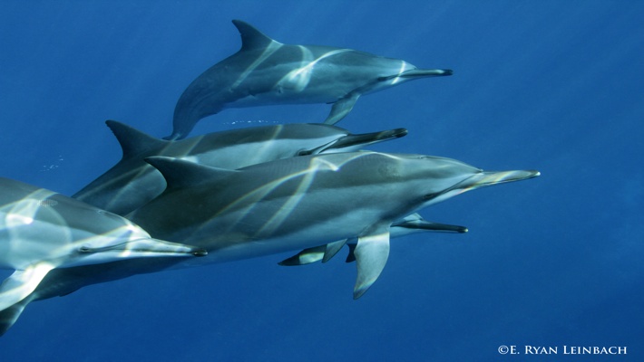 Learn about the 10 best beaches on hawaii island (also known as the big island), including where they are located, why they are special, what to see and do at each one, and tips for visiting. Best Dolphin Snorkel Tours On The Big Island Of Hawaii Dolphin Swim Hawaii Puako Best Night Manta Ray Snorkel Manta Ray Dive Dolphin Swim Whales