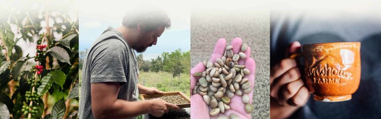 Discover the world’s best coffee tours and you will learn how coffee has changed the fate of nations. About Our Coffee Sunshower Farms Kona Coffee Farm And Event Venue