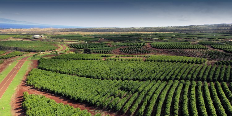 Private tour oahu island sightseeing experience. Ka Anapali Coffee Farms Real Estate Lots In Maui Hawaii