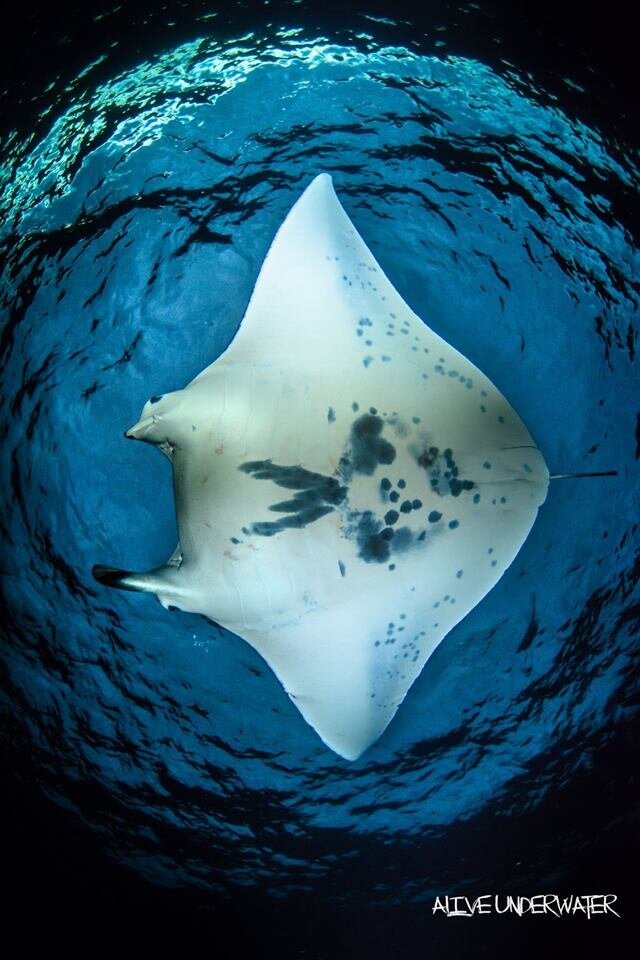 The travel channel says, “it's one of the top ten things to do in . Manta Ray Night Snorkel Manta Ray Dives Of Hawaii