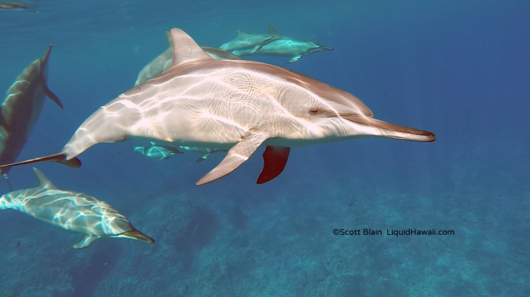 By proceeding, you agree to our privac. Best Dolphin Snorkel Tours On The Big Island Of Hawaii Dolphin Swim Hawaii Puako Best Night Manta Ray Snorkel Manta Ray Dive Dolphin Swim Whales