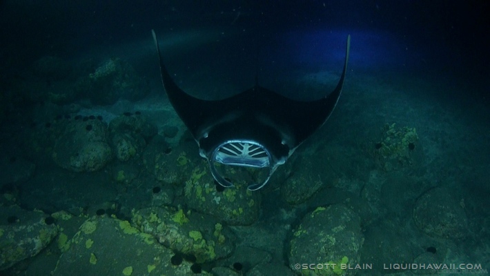 Join us for amazing scuba diving ecoadventures, dolphin snorkel ecoadventures, the incredible manta ray night dive & snorkel ecoadventure and much more . Manta Ray Snorkel Tour Best Dolphin Snorkel Tours Hawaii Best Manta Ray Night Snorkel Tour