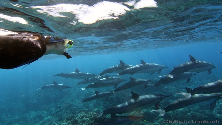 Hawaii is beautiful and we must keep so. Dolphin Viewing And Reef Snorkel Tour Best Dolphin Snorkel Tours Hawaii Best Manta Ray Night Snorkel Tour