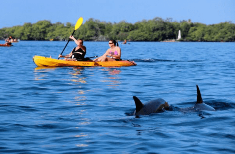 Come on a kayak and snorkel adventure with us in puako, on the big island. Kayak Sup Rental In Kealakekua Bay