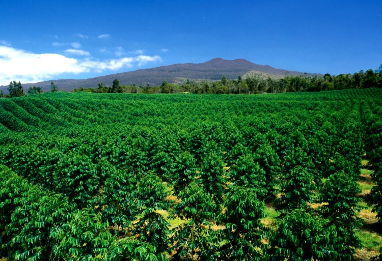 $2.75 million listed on the national register of histo. Farm Kona Coffee And Tea Company