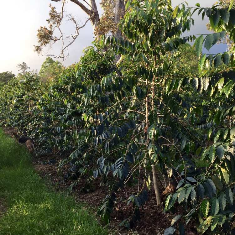 Discover the world’s best coffee tours and you will learn how coffee has changed the fate of nations. About Our Coffee Sunshower Farms Kona Coffee Farm And Event Venue