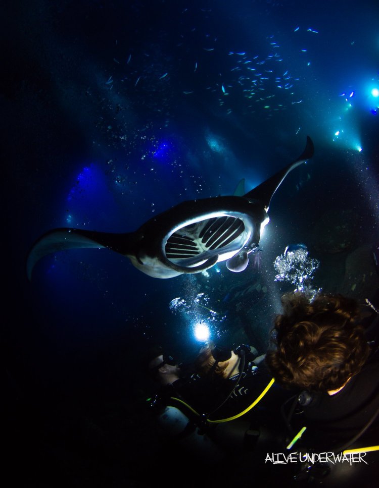 It's also teeming with some of the biggest and gentlest . Manta Ray Dives Of Hawaii