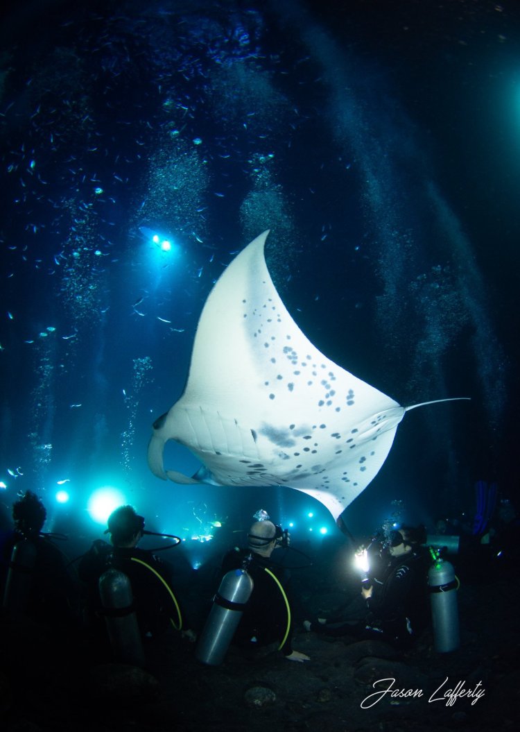 Join us for an evening of entertainment with a manta ray dive. Manta Ray Dives Of Hawaii