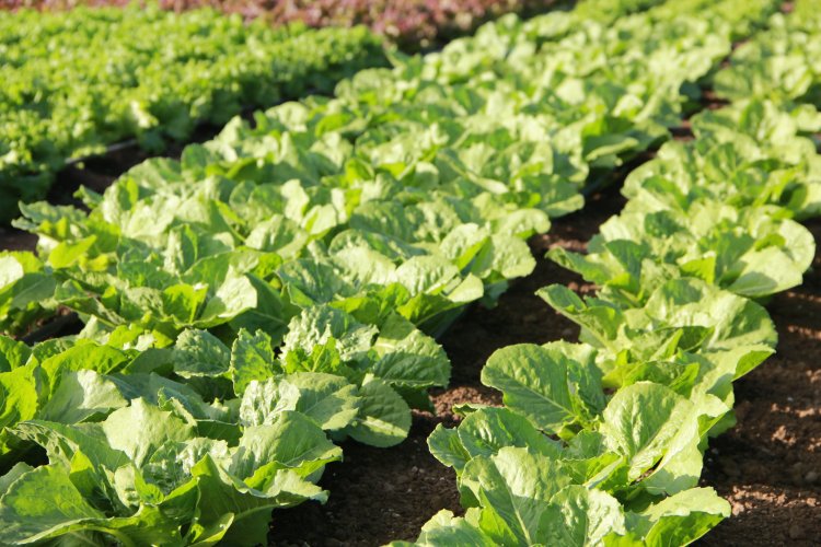 It is amazing for curious children and adults alike to watch seeds in their garden grow and then nurture them into something much larger than the tiny. Keala Ola Farm