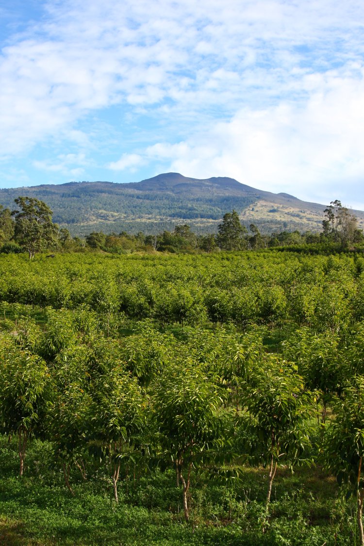 After the last sugar plantation closed in 1996, farmers looked to coffee as a new source of livelihood. What Is 100 Kona Coffee Kona Coffee And Tea Company