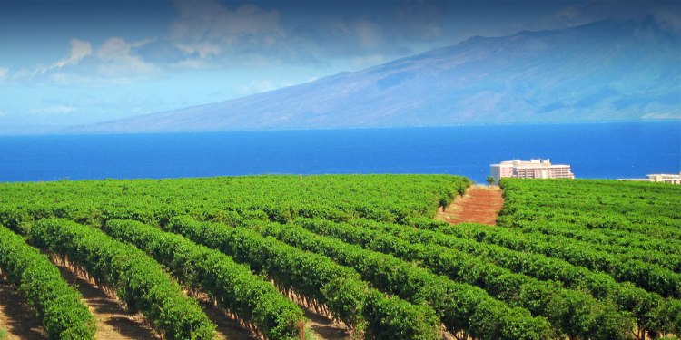 Aug 30, 2021 · you can learn all about hawaii’s most popular export on a free tour of the mountain thunder coffee farm, located just 15 minutes from kailua kona. Ka Anapali Coffee Farms Real Estate Lots In Maui Hawaii
