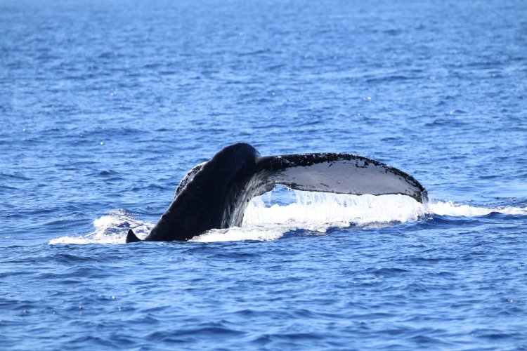 Join us for the magic of the humpback migration! Hawaiian Adventures World Class Kona Whale Watch And Snorkeling Tours