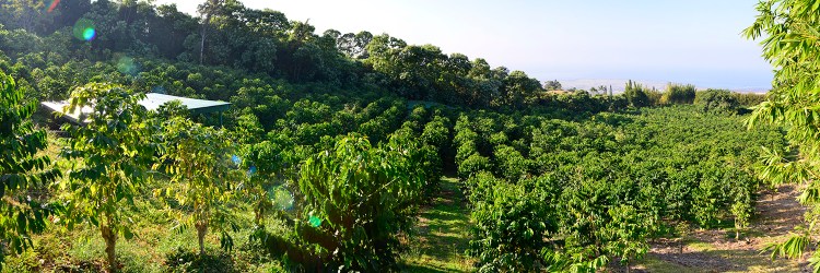 Kailua kona lies smack in the middle of coffee country on the big island. Karmasu Coffee Estate Farm Karmasu Kona Coffee