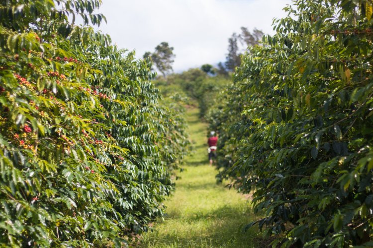 So, it’s easy to understand why you would wonder if this is the case. Careers Kona Coffee And Tea Company