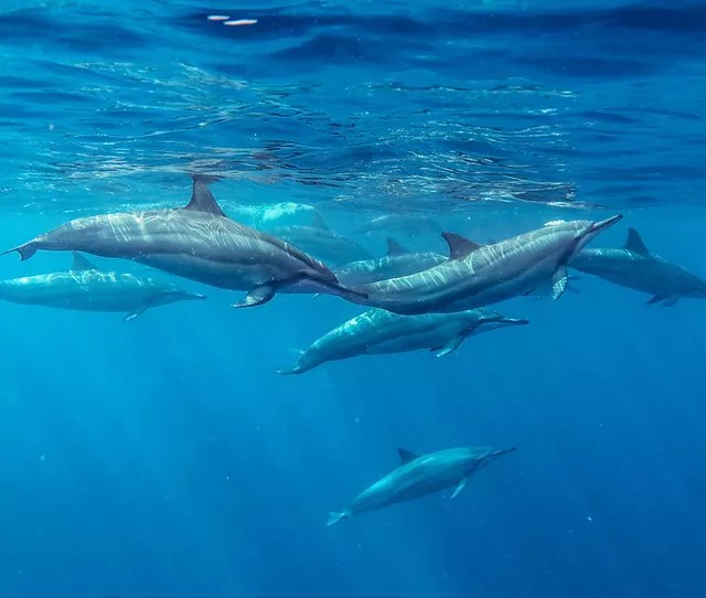 The big island of hawaii snorkeling tours. Yss1hmqgv4amdm