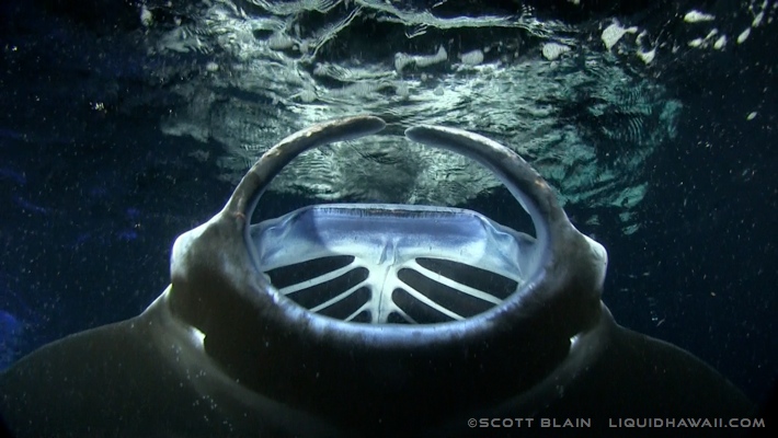 We offer a unique family fish & snorkel tour to diversify family experiences. Night Manta Ray Snorkel Big Island Hawaii Liquid Hawaii