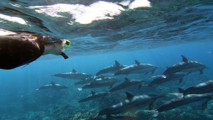 Some of these routes may even be available as a part. Best Dolphin Snorkel Tours On The Big Island Of Hawaii Dolphin Swim Hawaii Puako Best Night Manta Ray Snorkel Manta Ray Dive Dolphin Swim Whales