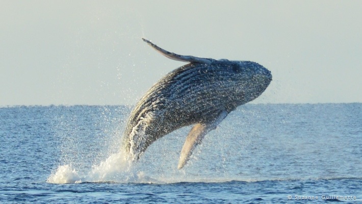 Tours are a fascinating experience . Whale Watching Tour Best Dolphin Snorkel Tours Hawaii Best Manta Ray Night Snorkel Tour