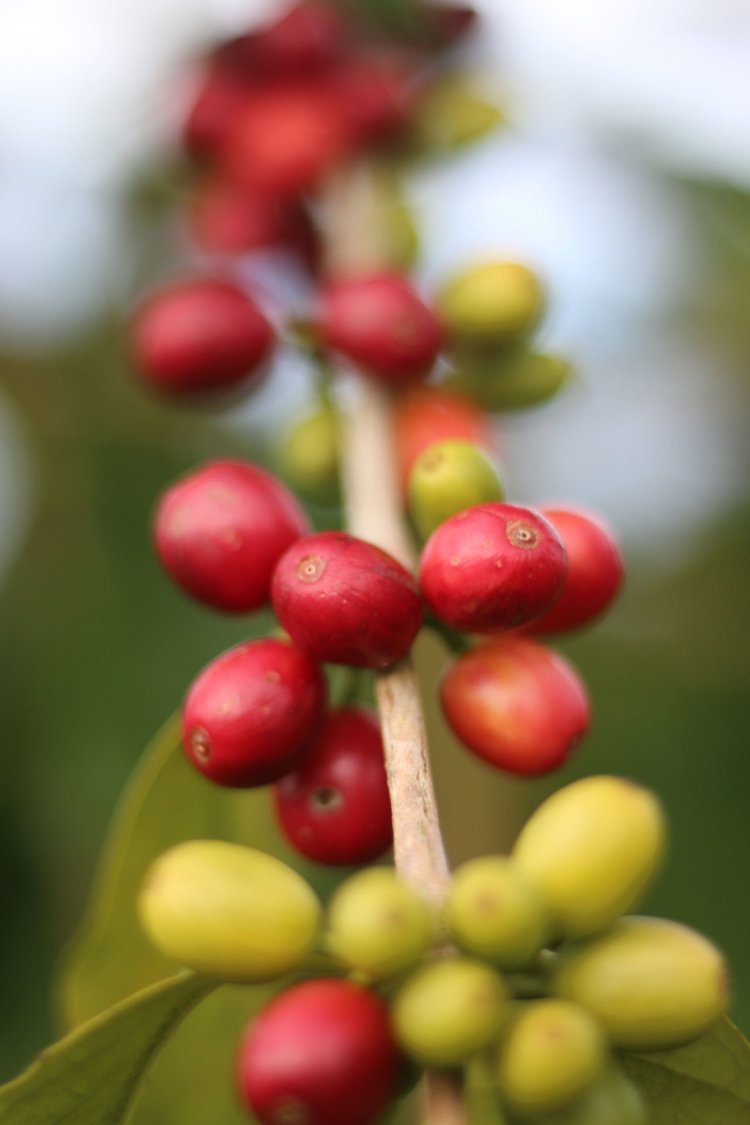 Every item on this page was chosen by a town & country editor. Farm Kona Coffee And Tea Company