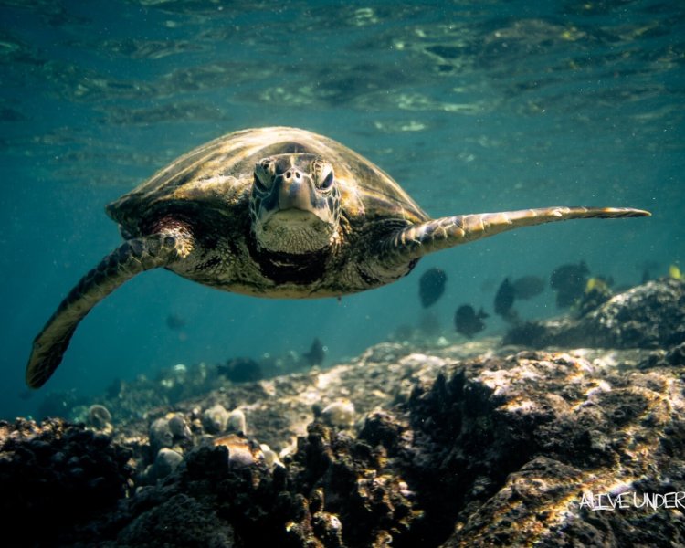 Captain cook hawaii snorkeling tour. Capt Cook K Bay Snorkel Manta Ray Dives Of Hawaii