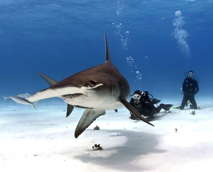 Trips led by shark and marine biologist. Shark Science Expeditions Shark Research Institute