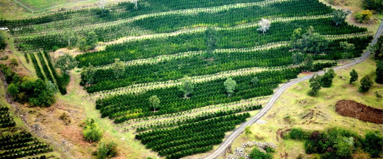 Don't forget to stop at greenwell farms · 2. Home Grown Design Kona Coffee And Tea Company