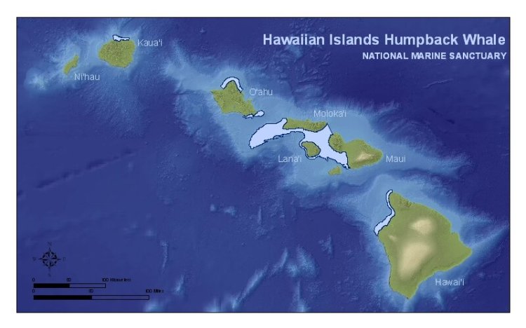 Each island offers its own unique way to see whales. Where To See Whales In Kona My Hawaii Hostel