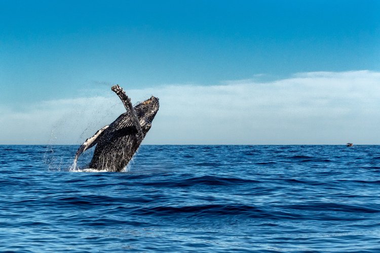 We may earn a commissio. Where To See Whales In Kona My Hawaii Hostel