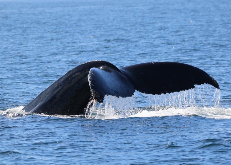 A large number of humpback whales make their way from alaska to . Whale Watching And Snorkel Tours In Kona Hawaii Hawaiian Adventures