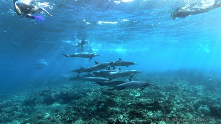Be the first to discover secret destinations, travel hacks, and more. Dolphin Viewing And Reef Snorkel Tour Best Dolphin Snorkel Tours Hawaii Best Manta Ray Night Snorkel Tour