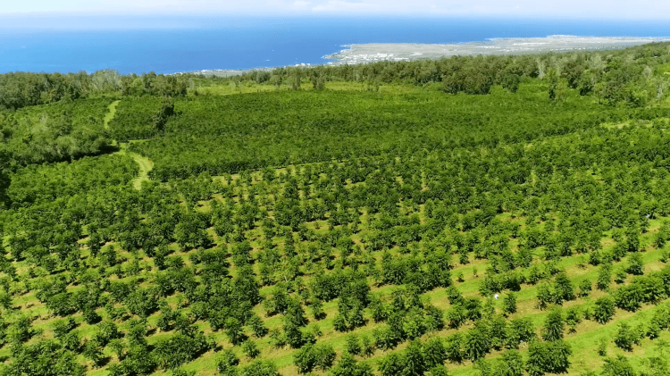 The only thing that is better than drinking hawaiian kona coffee is experiencing a kona coffee farm or roasting tour. Sustainably Farmed Kona Coffee And Tea Company