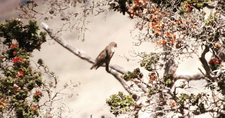 It's really amazing how different each hawaiian . Home Hawaii Bird Guide