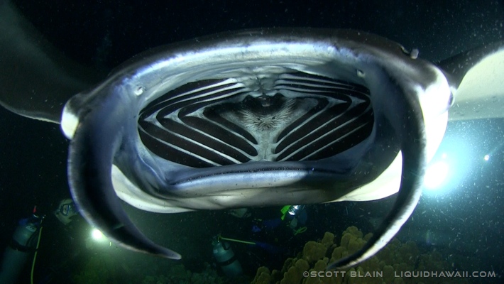 Nearly an hour of down time with dozens of large mantas putting on an incredible show. Manta Ray Snorkel Tour Best Dolphin Snorkel Tours Hawaii Best Manta Ray Night Snorkel Tour