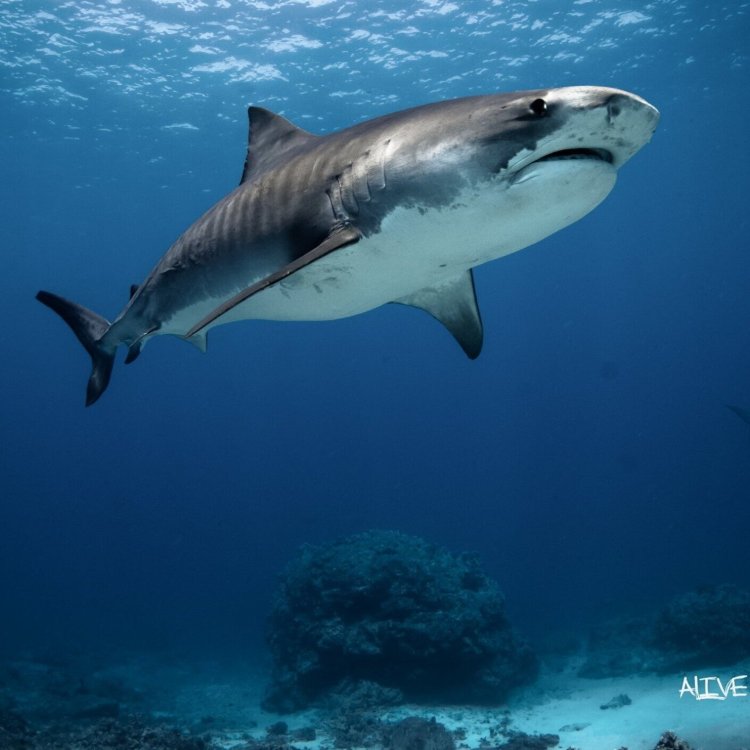 The 3 best location to see manta rays on the big island · manta village (south of kona) · manta heaven (north of kona) · kohala coast (near . Kona Diving Ecoadventures